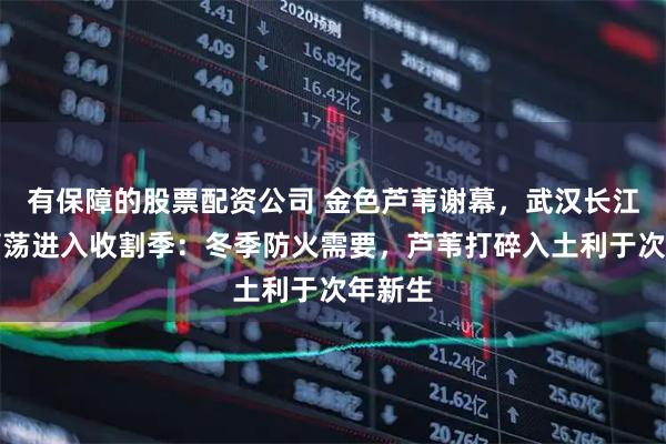 有保障的股票配资公司 金色芦苇谢幕，武汉长江边芦苇荡进入收割季：冬季防火需要，芦苇打碎入土利于次年新生